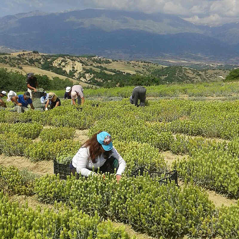 Mount Olympus Food Tours - Gastronomy Tours Mount Olympus green tea