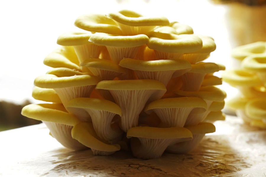 Dirfis Mushrooms - Gastronomy Tours Dirfis Mushrooms