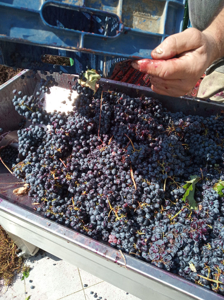 Grape Harvest at Domaine Anagennisi