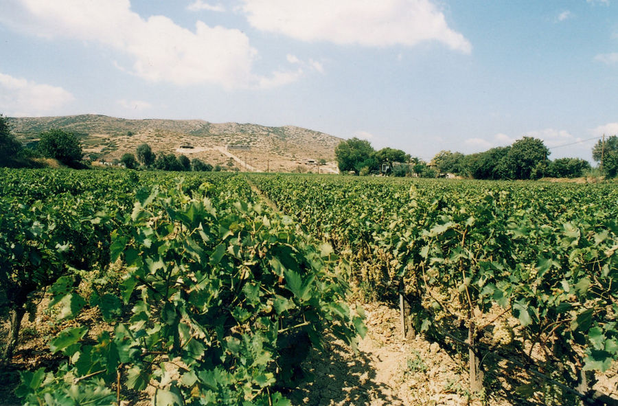 Domaine Mitzifiris Bio Wines - Gastronomy Tours Domaine Mitzifiris Bio Wines