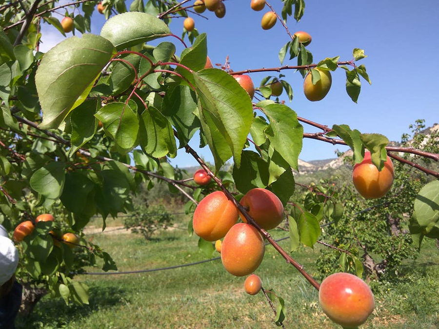 Drupes