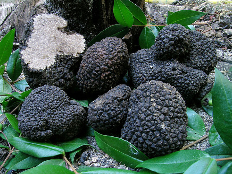 Dryas Greek Truffle - Gastronomy Tours Dryas Greek Truffle