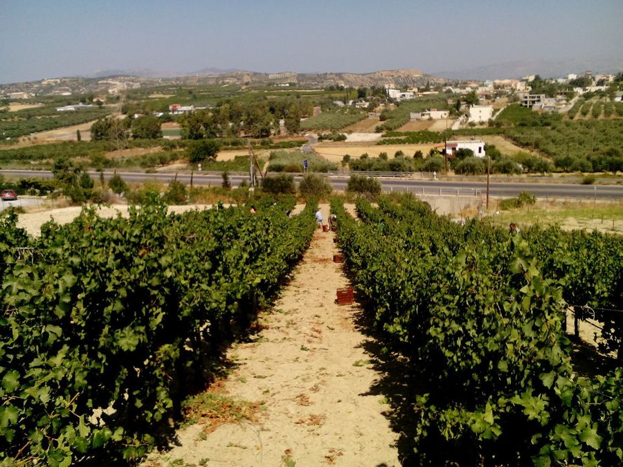 Grape Harvest & Wine Making at Efrosini Winery