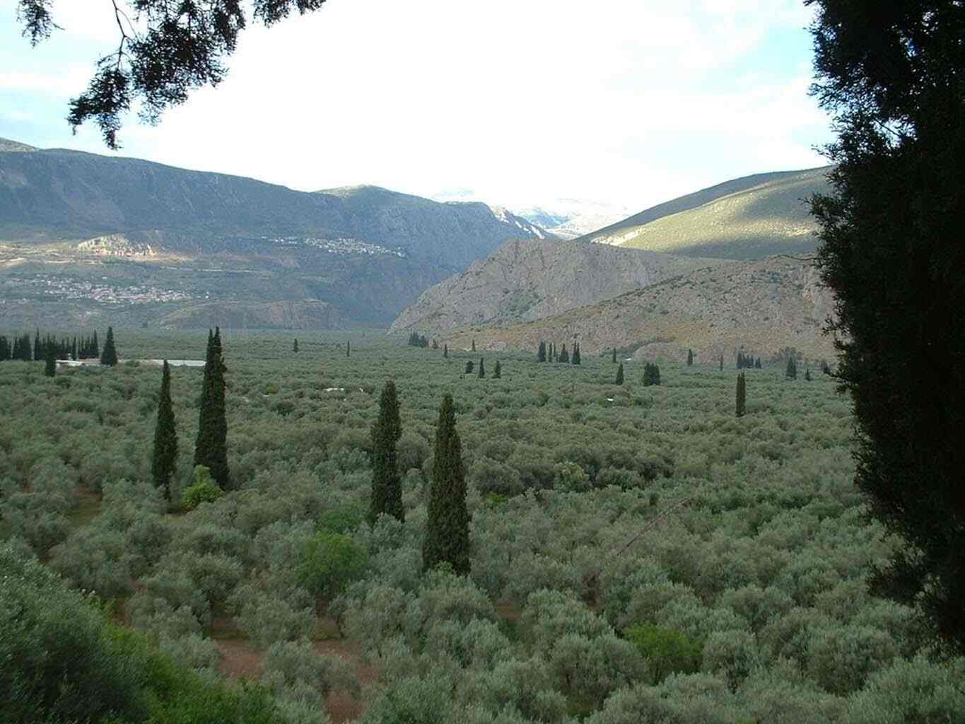 The olive grove of Amphissa food tours - Gastronomy Tours Olive grove of Amphissa
