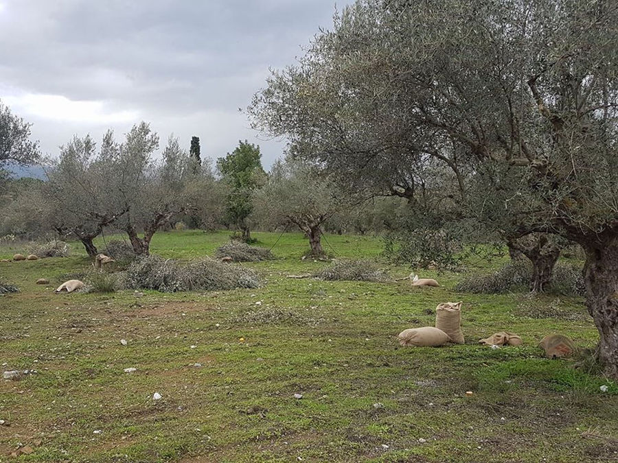 Olive Harvest at Elladiko