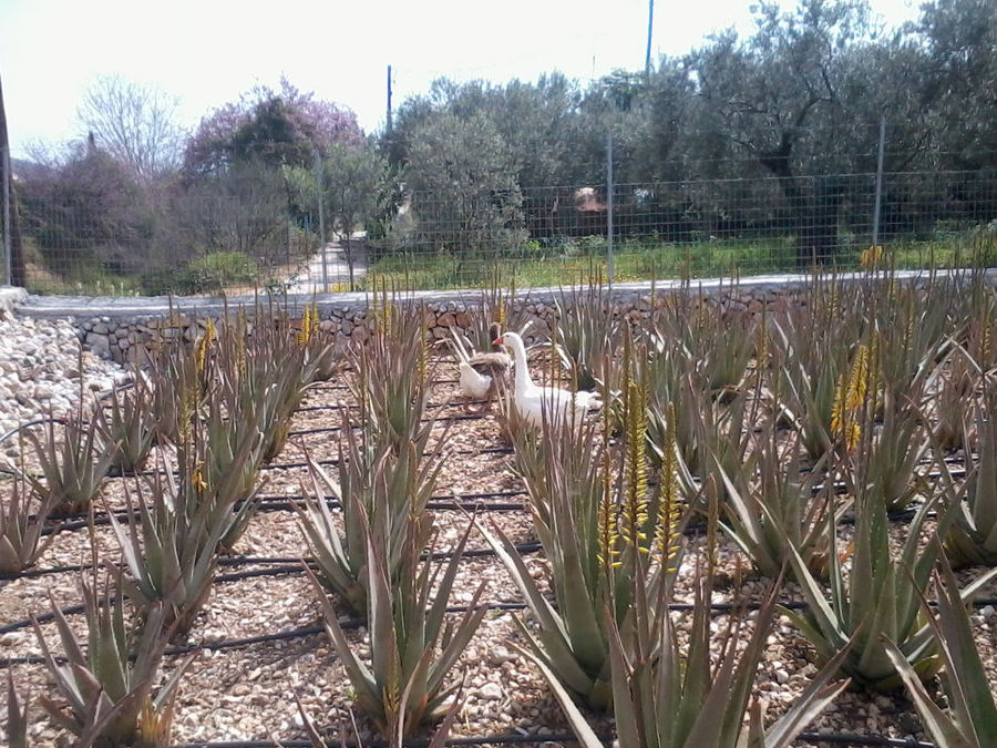 Epidavros Aloe