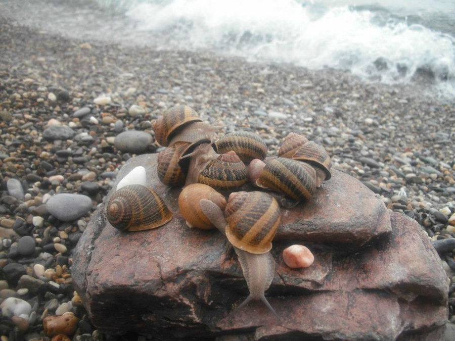 Escargot de Crete - Gastronomy Tours Escargot de Crete