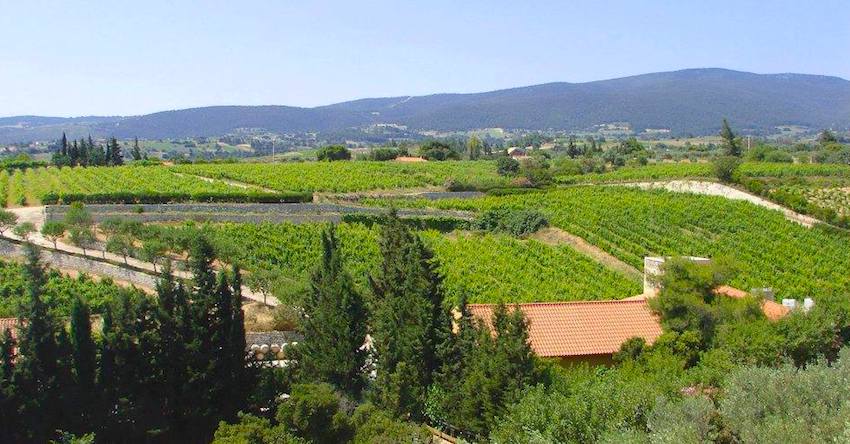 Attica-Athens Wineries