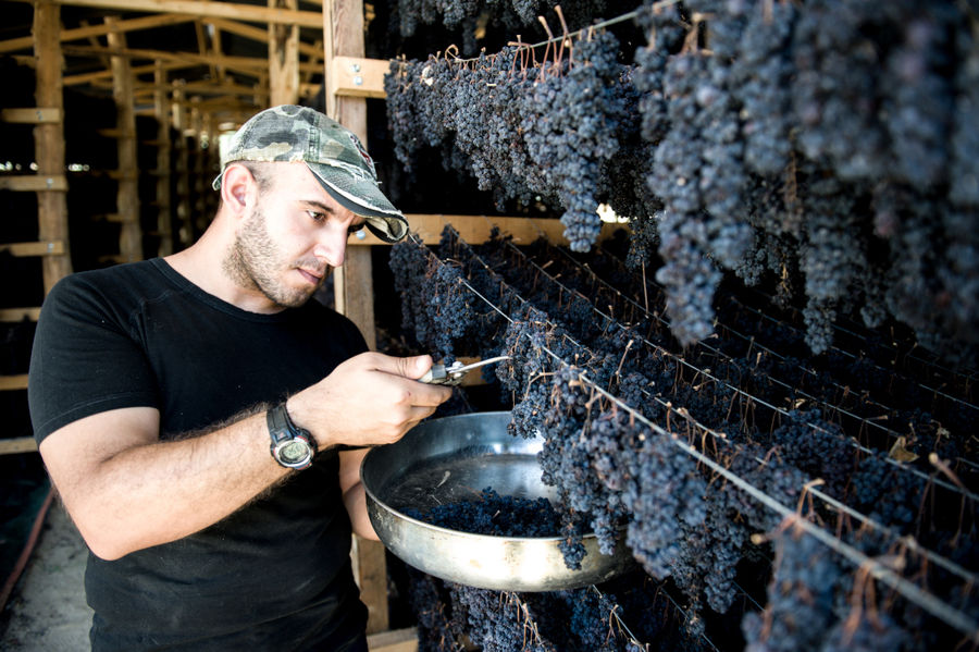 Drying the Black Grapes at Golden Black