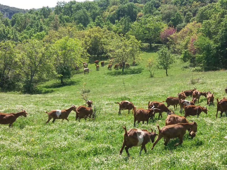 Gralista Farm - Gastronomy Tours Gralista Farm