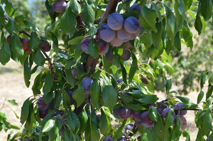 Harvest, Drying of Plums at Gripioti Farm