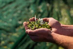 hands-holding-olives-2048x1366.jpeg