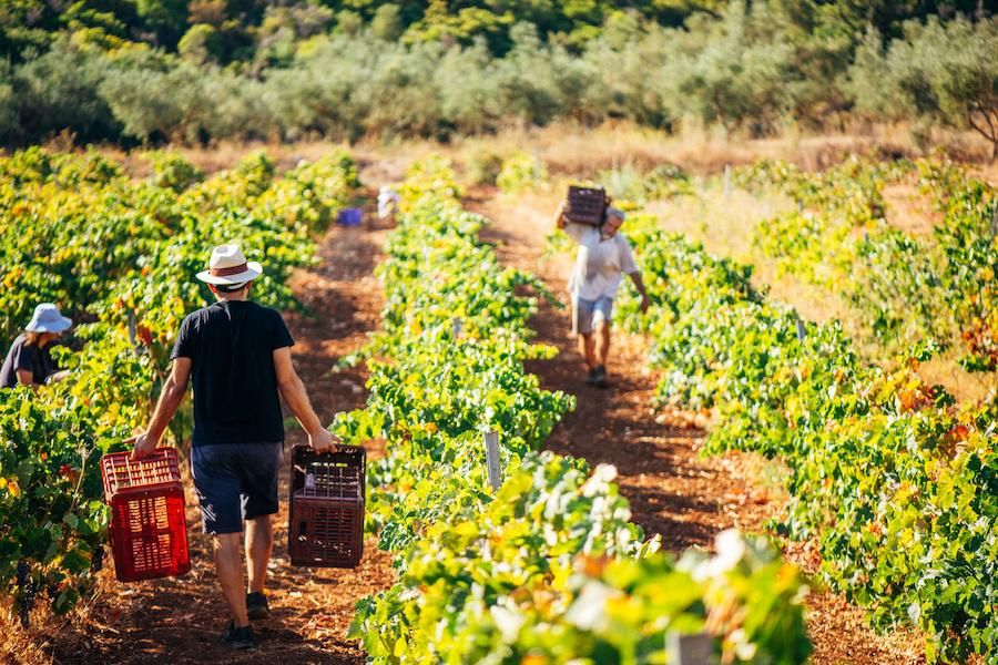 Grape Harvest, Goumas Estate – Art & Wine