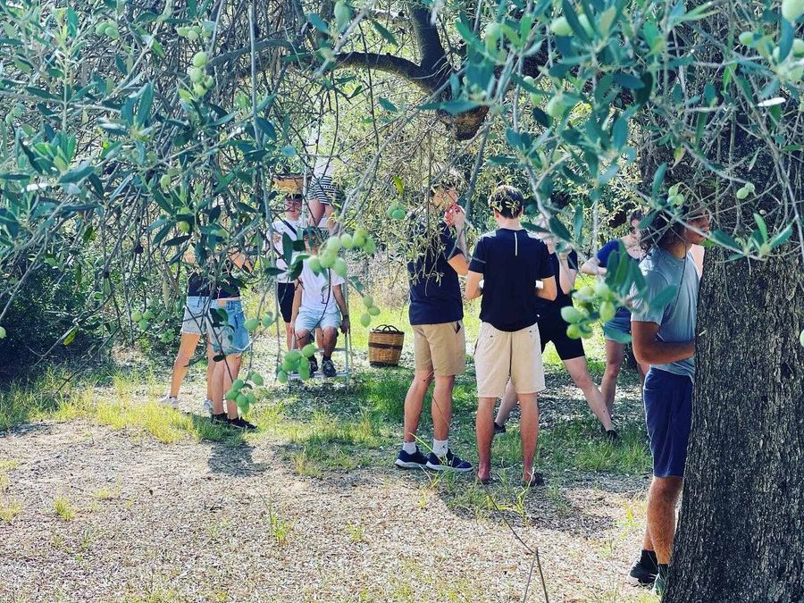 Messinian Story - Gastronomy Tours Messinian Story