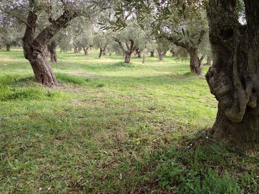 Konos - Micheli's Estate Olive Oil Tasting in Makri, Northern Greece - Gastronomy Tours Konos – Micheli’s Estate Olive Oil Tasting in Makri, Northern Greece