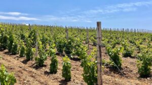 ilNAQHBG_vineyard Terra Grazia Naxos.jpg