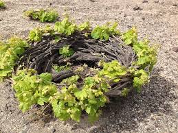 Santorini Vineyards: Greece’s Most Unique Wine Region - Gastronomy Tours Santorini Vineyards -Kouloura