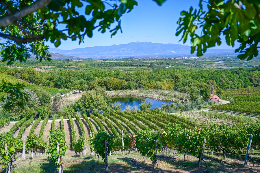 Wine and Waterfalls: A Perfect Day in Edessa - Gastronomy Tours Wine and Waterfalls: A Perfect Day in Edessa