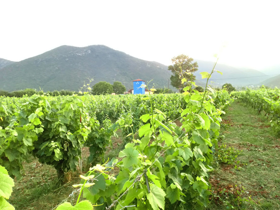 Grape Harvest at Kalogri Organic Winery
