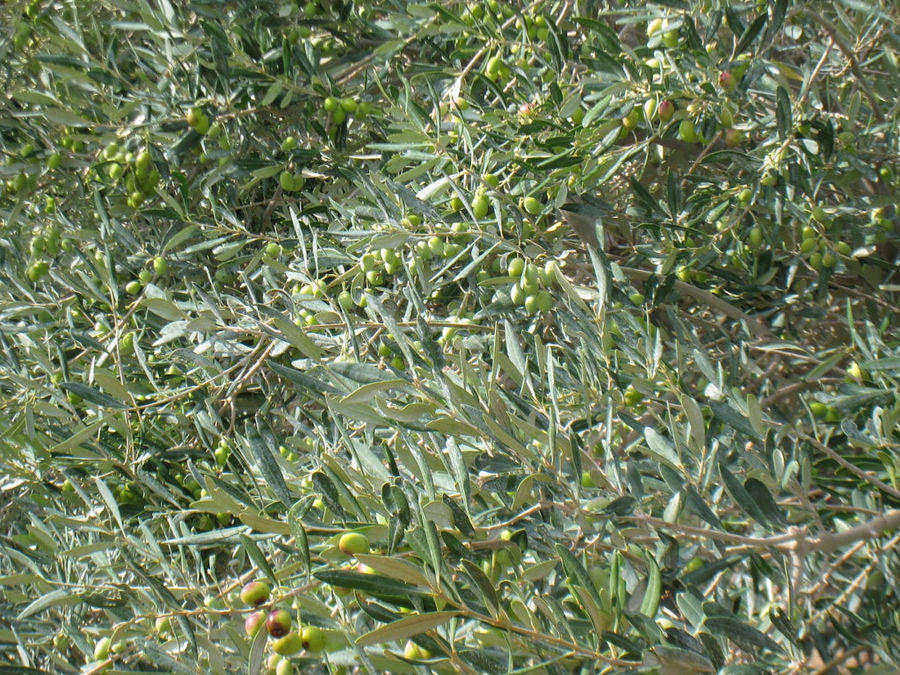 Olive Harvest and Olive Curing, Kamarantho
