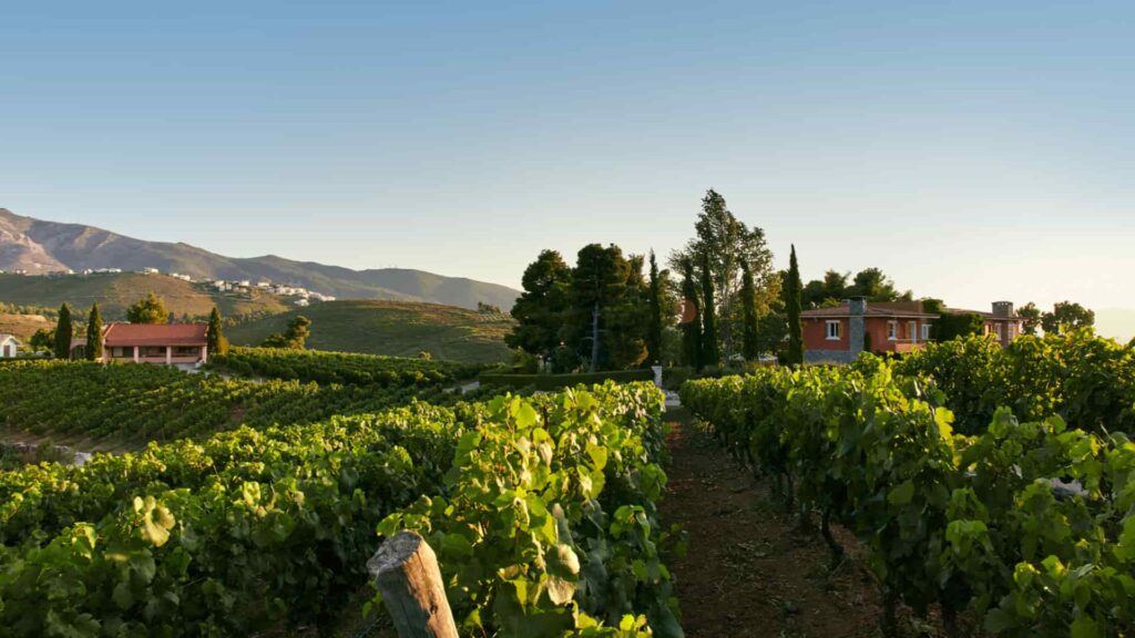 kokotos estate viologikos ampelones stis plagies tis pentelis gastronomos4 1 - Gastronomy Tours