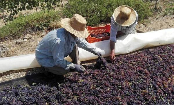 The Best Corinthia food tours - Gastronomy Tours korinthiaki stafida 1 - Gastronomy Tours