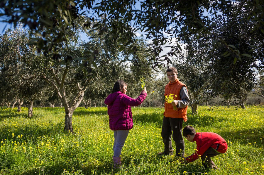 Ktima Golemi - Gastronomy Tours Ktima Golemi