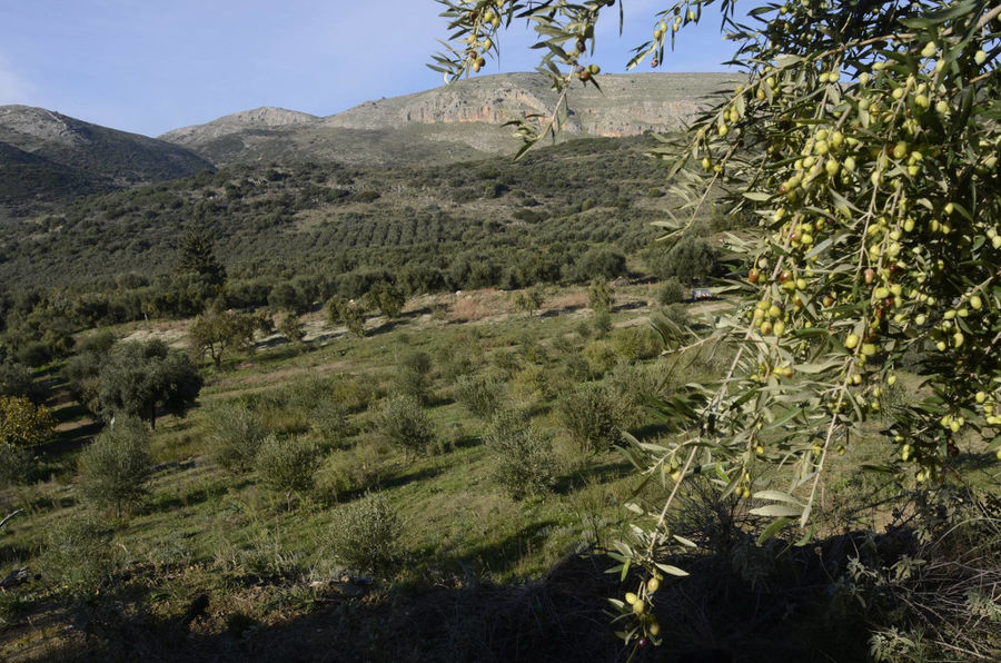 Olive Harvest at Ktima Kakkavos