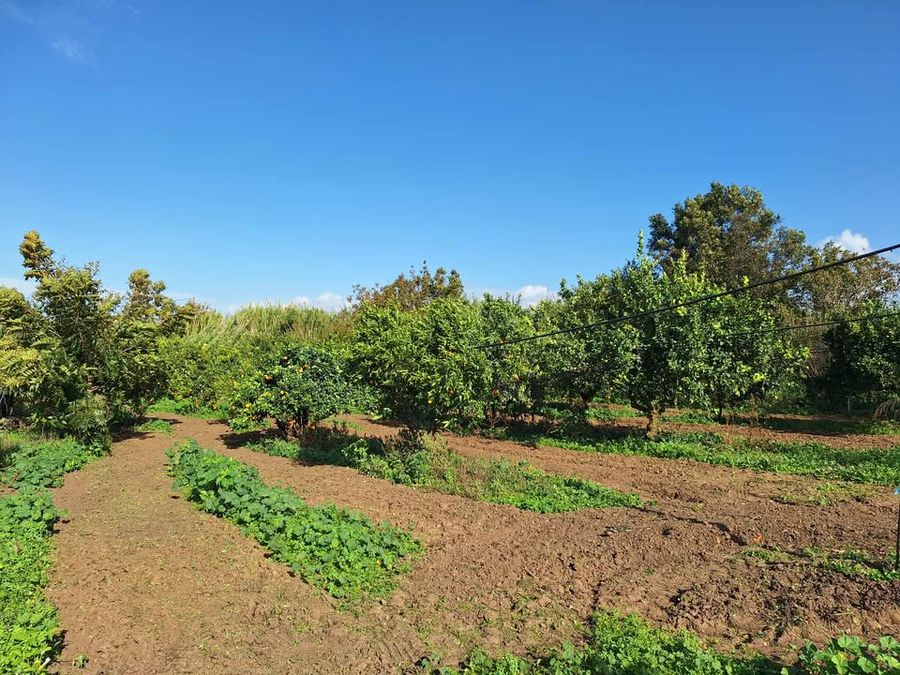 Lampropoulou Family Farm –  Pure organic products