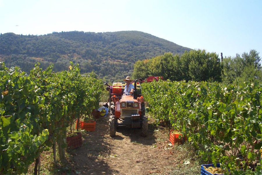 Lefkaditiki Gi - Gastronomy Tours Lefkaditiki Gi