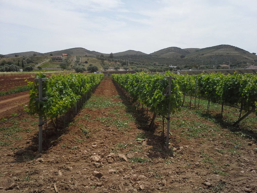 Liepouris Winery - Gastronomy Tours liepouris winery 1.jpg