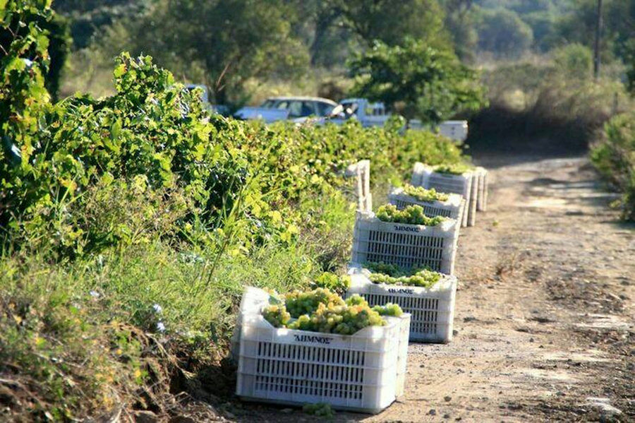 Limnos Organic Wines - Gastronomy Tours Limnos Organic Wines