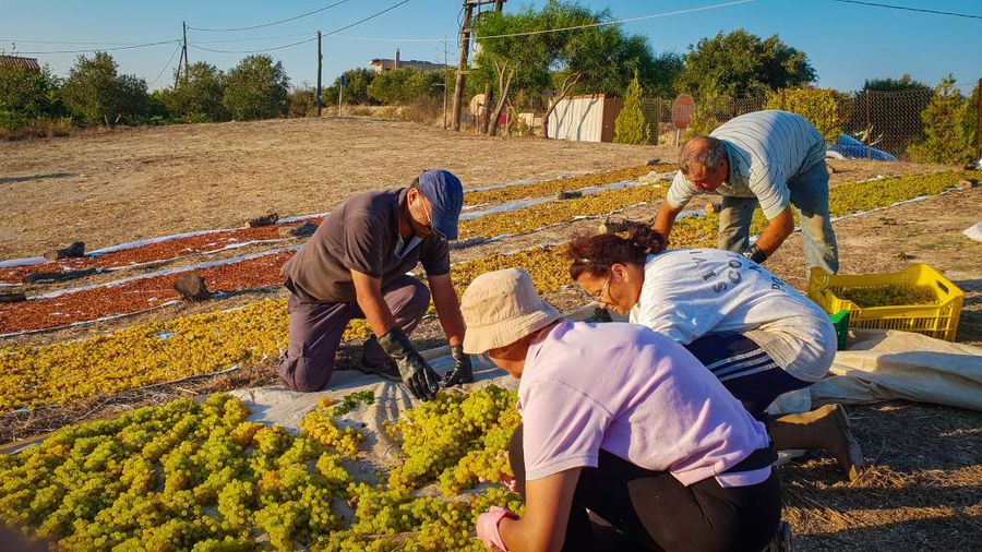 Tour, Tasting and Grape Harvest at Yiayia’s Tastes