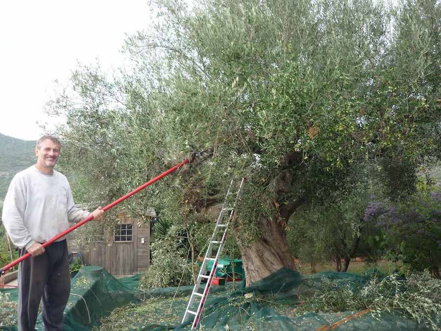 Olive oil and wine, a traditional bond at Evonymon - Gastronomy Tours Olive oil and wine, a traditional bond at Evonymon