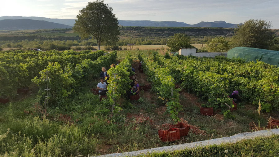 Manolesakis Estate - Gastronomy Tours Manolesakis Estate
