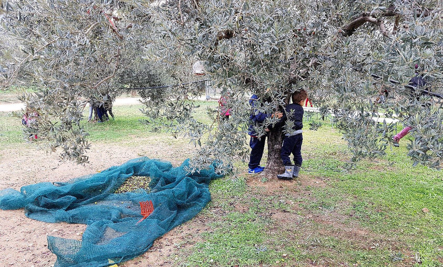 Olive Harvest, Melas Epidauros Olive Oil (For groups over 10 pax)