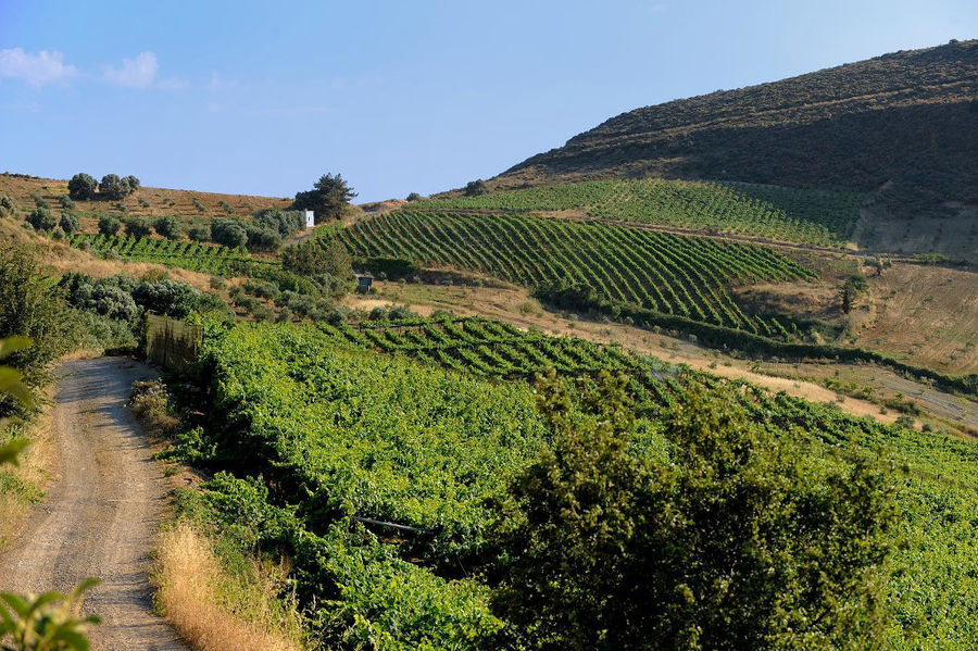 Minos - Miliarakis Winery - Gastronomy Tours Minos – Miliarakis Winery