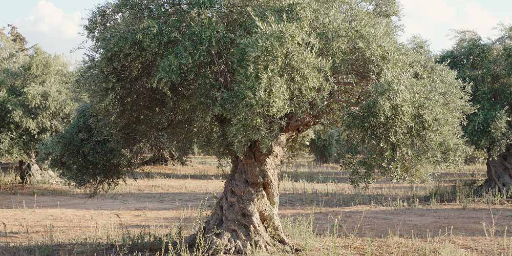 World Olive Tree Day - Gastronomy Tours O;ive tree