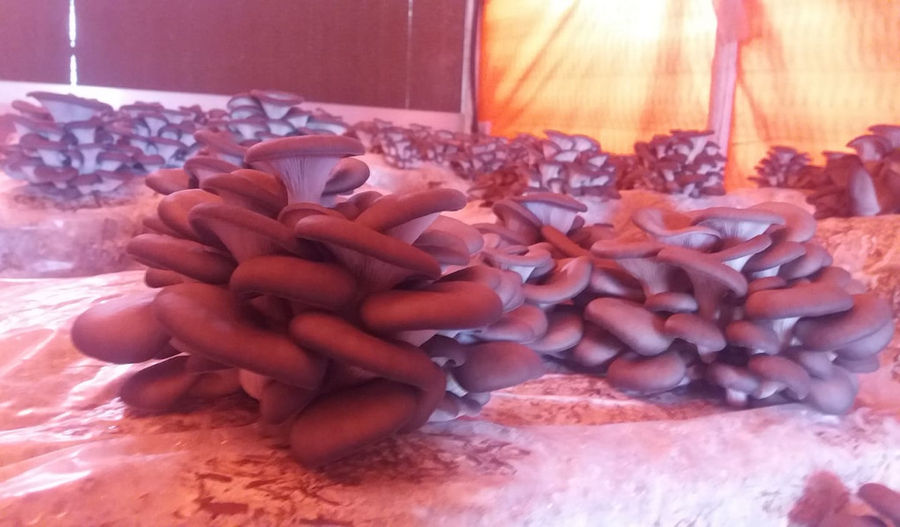 Mitato Mushrooms Farm - Gastronomy Tours Mitato Mushrooms Farm