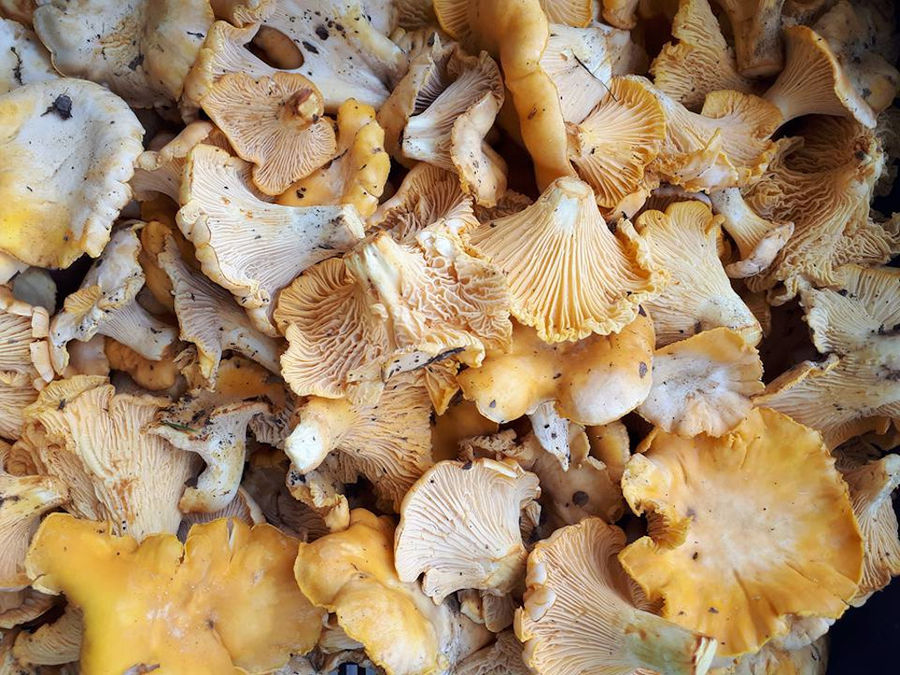Mushroom Products of Grevena - Gastronomy Tours Mushroom Products of Grevena