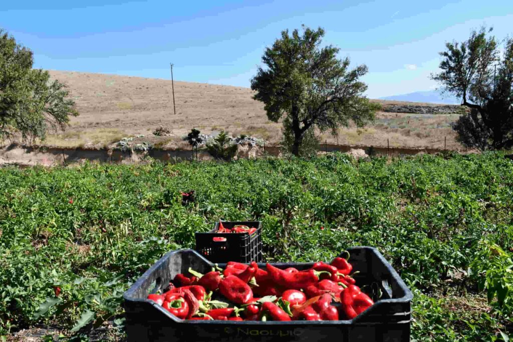 The Best Amyntaio food tours - Gastronomy Tours Amyntaio