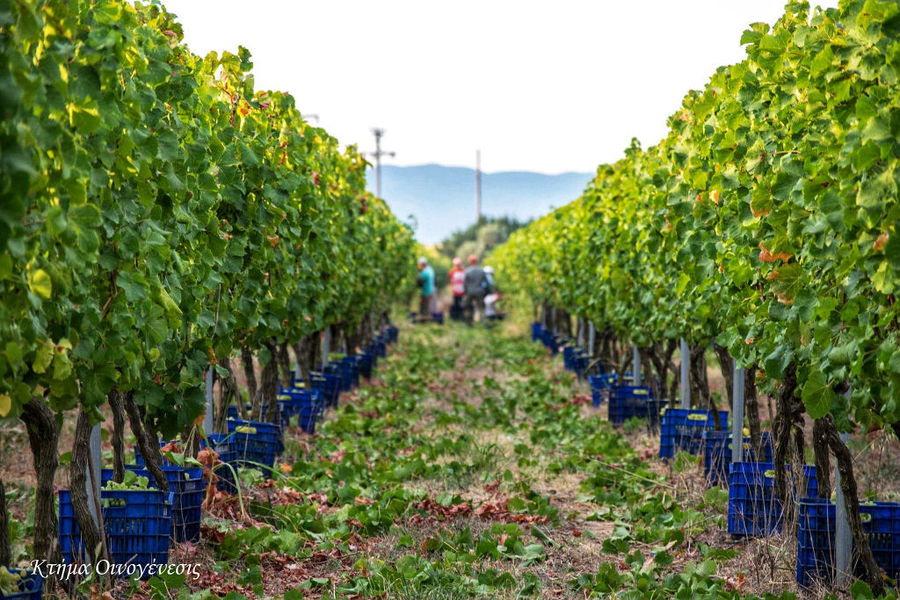 Grape Harvest at the Vineyard at Oenogenesis Winery
