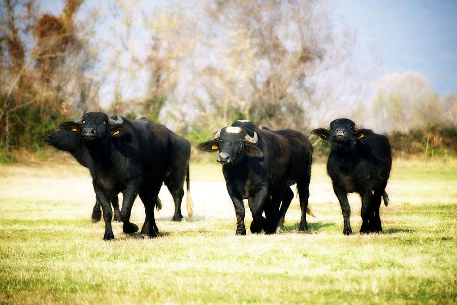 Bekas Family Farm - Gastronomy Tours Bekas Family Farm