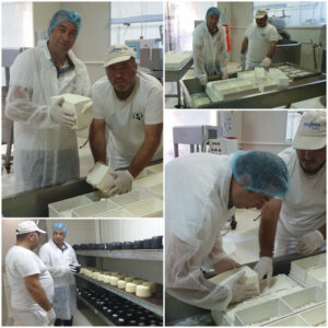 men hold white cheese and put it on metallic table at 'Bekas Family Farm'