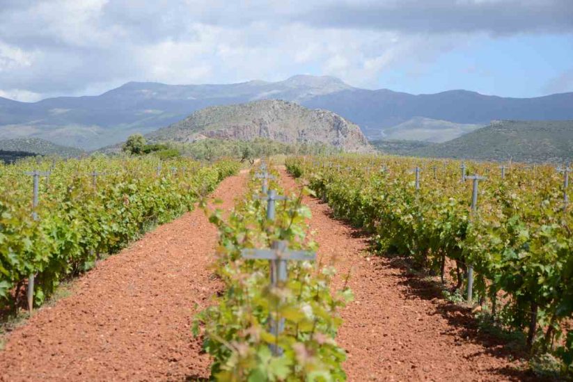 Laconia Wine Tourism - Gastronomy Tours Laconia Wine Tourism