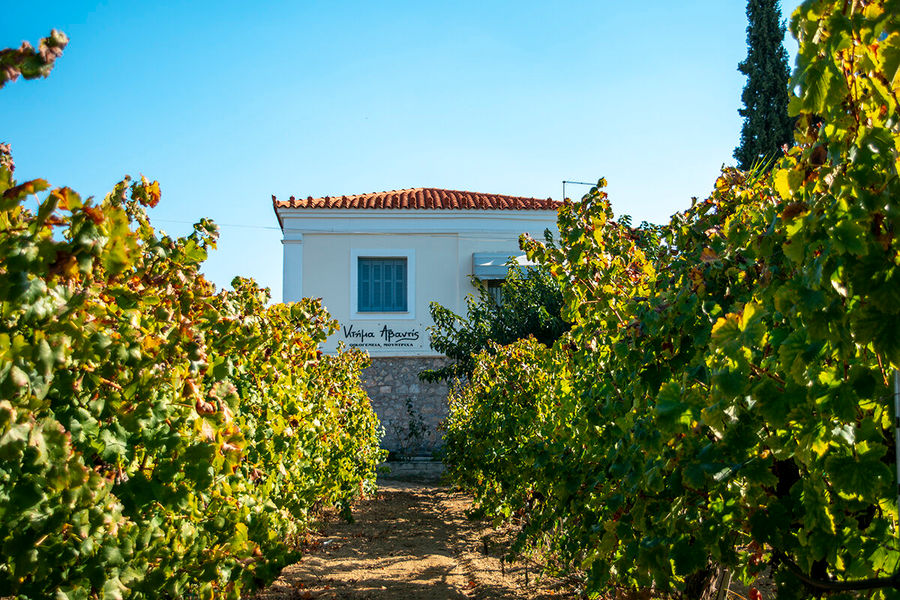 Avantis Estate – Winery Tour & Wine Tasting in Chalkida