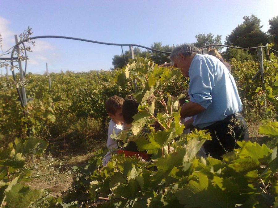 Grape Harvest, Stomping, Tzivani Bio Wines