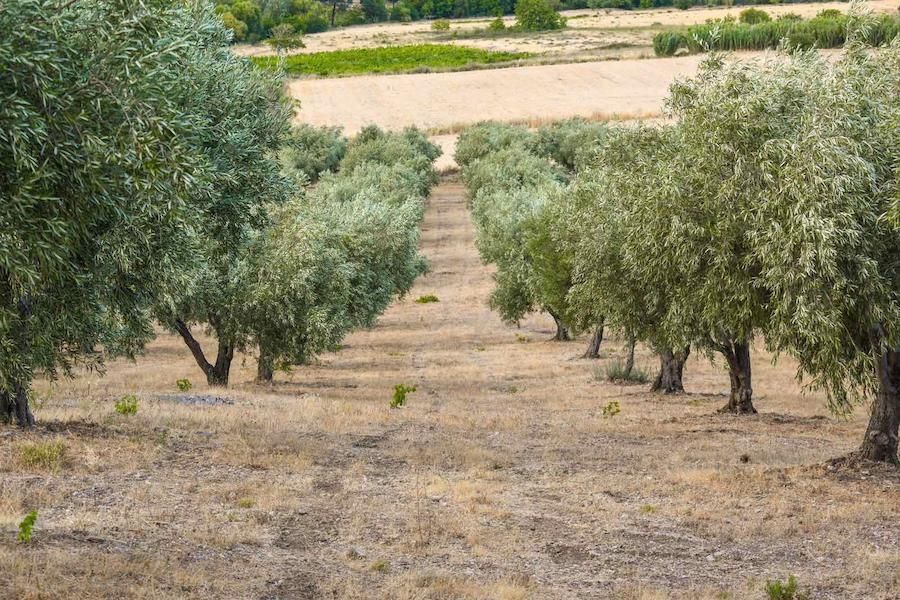 Askra Olive Oil – Lymperis Estate Tour & Tasting in Thebes