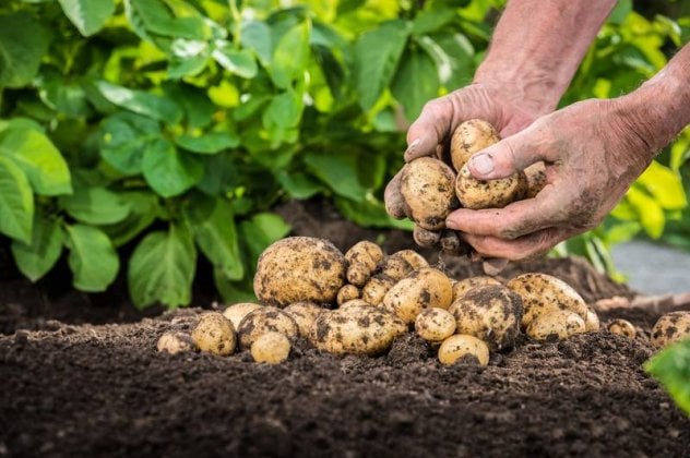 9th Naxo's Potato Festival - Gastronomy Tours 9th Naxo’s Potato Festival