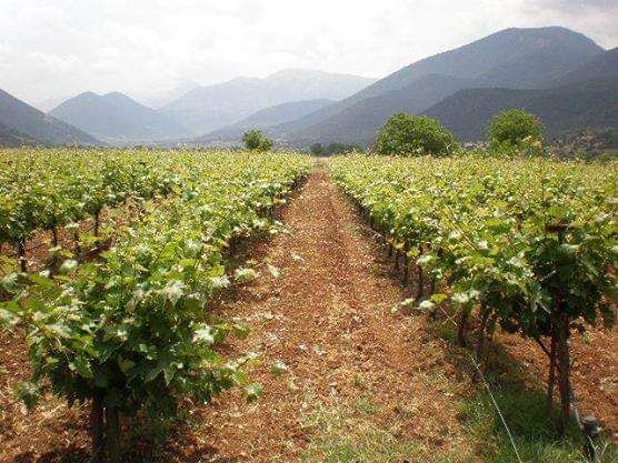 Magavali Winery